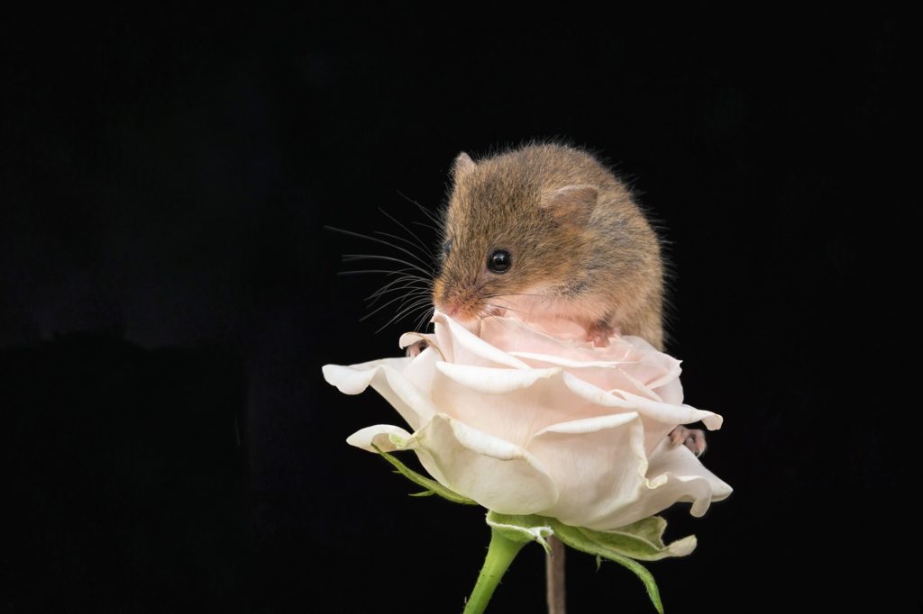 мышь и роза